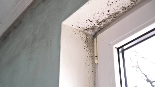 Best Mold Odor Removal Services  in Lakeland, NY